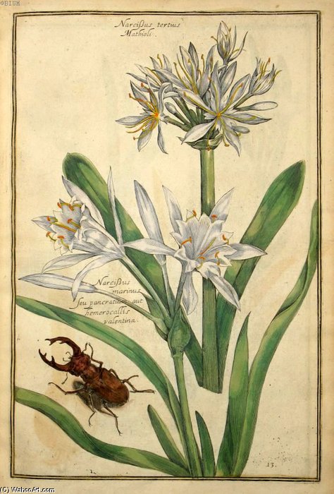 Narcissus Tertius Mathioli — Daniel Rabel