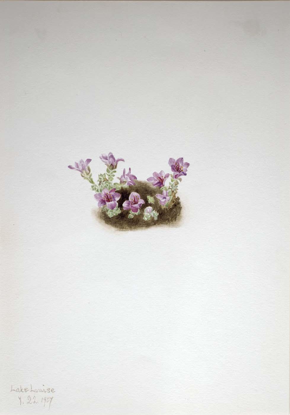 Purple Saxifrage (saxifrage Oppositifolia) — Mary Vaux Walcott