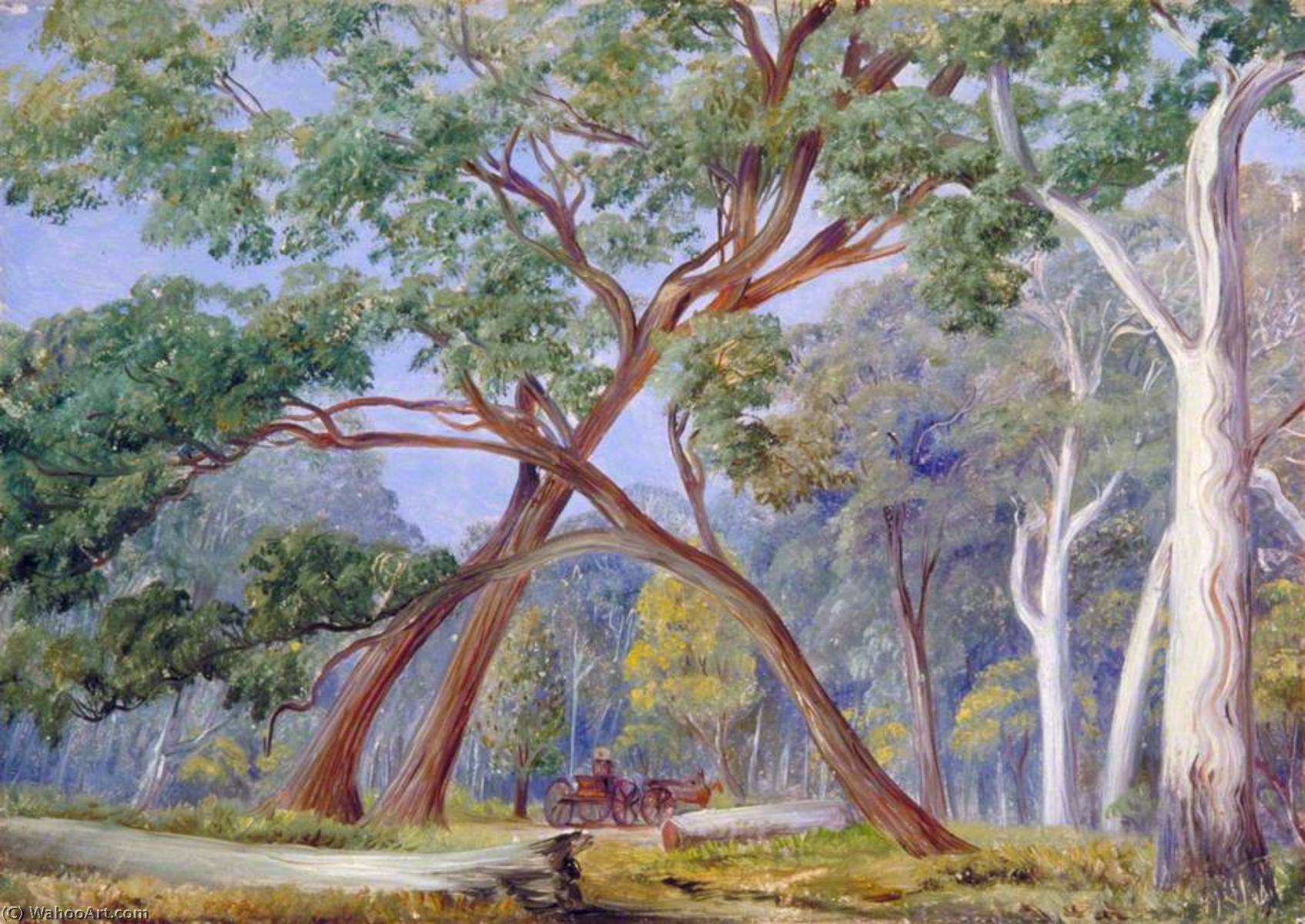 White Gum And Stringy Bark Trees, New South Wales — Marianne North