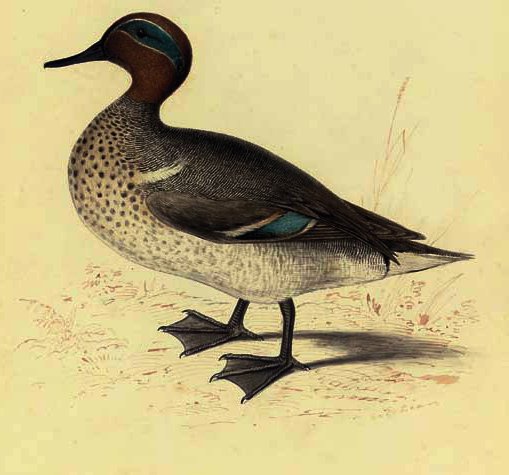 Study Of A Teal — エドワード・レアー