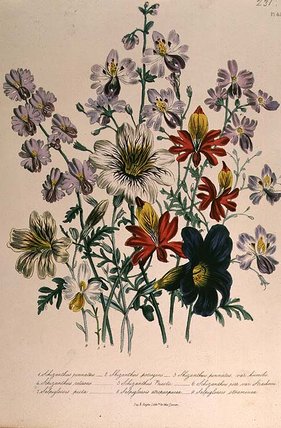 Crane's Bill — Jane Loudon