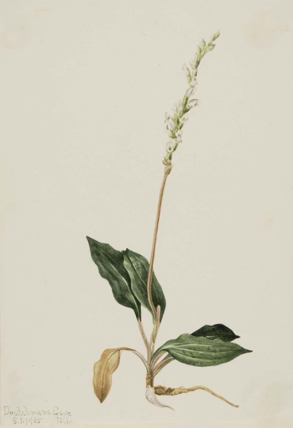 Western Rattlesnake Plantain (peranium Decipiens) — Mary Vaux Walcott