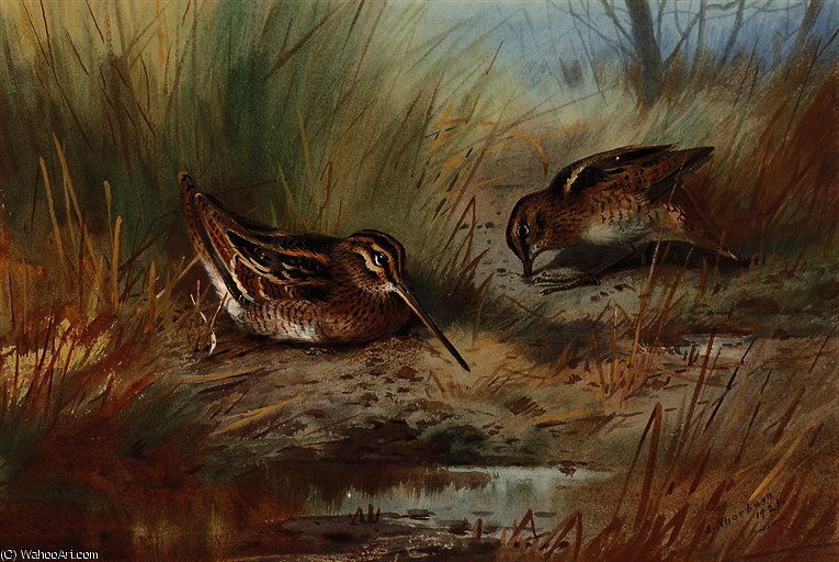 Snipe Amid The Reeds — Archibald Thorburn