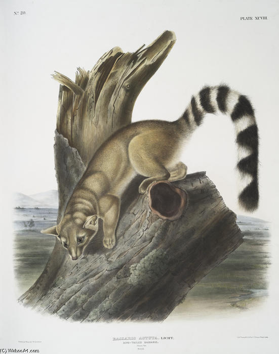 Bassaris Astuta, Ring-tailed Bassaris. Natural Size. Male — John James Audubon