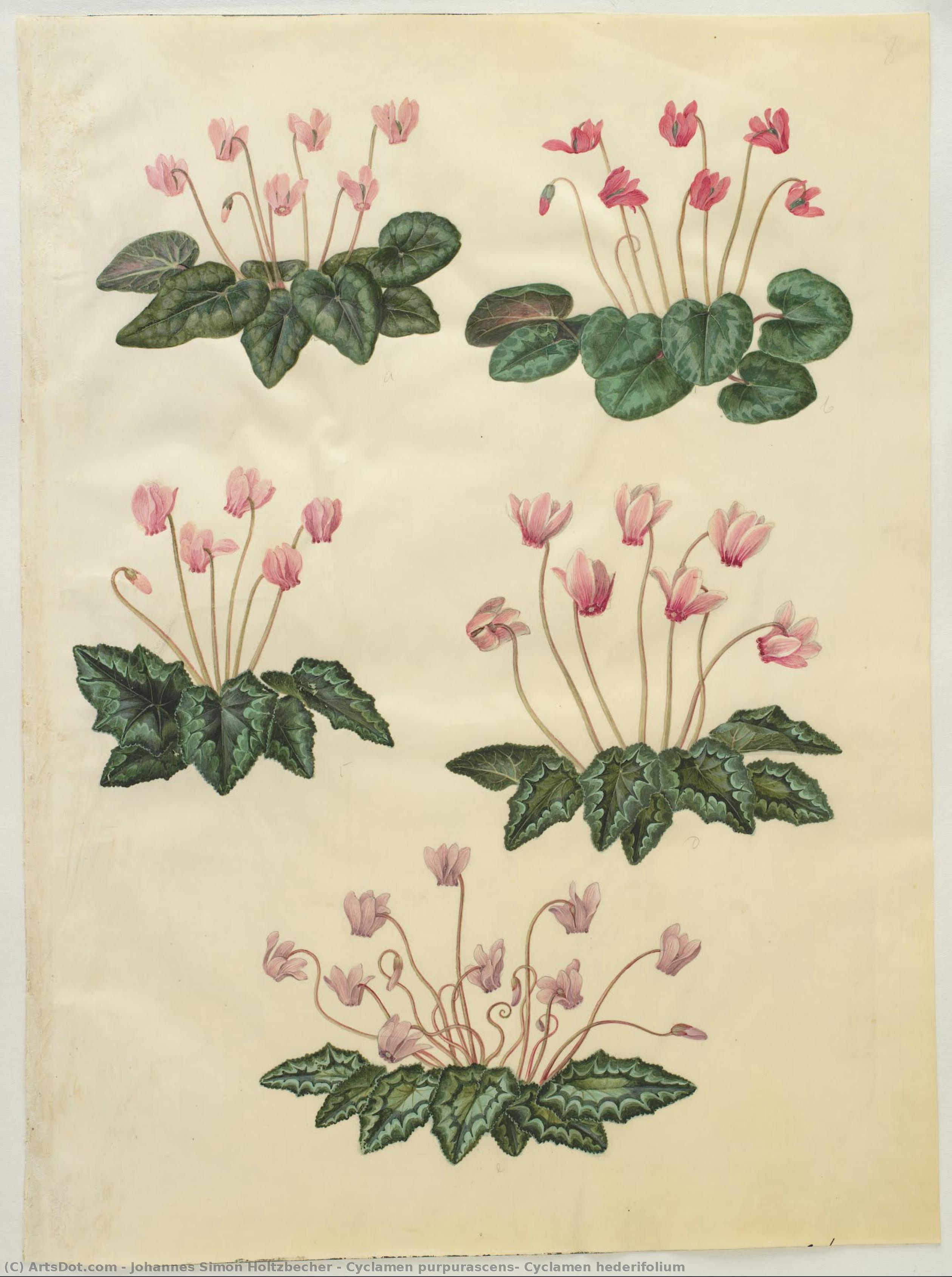 Cyclamen Purpurascens; Cyclamen Hederifolium — Johannes Simon Holtzbecher