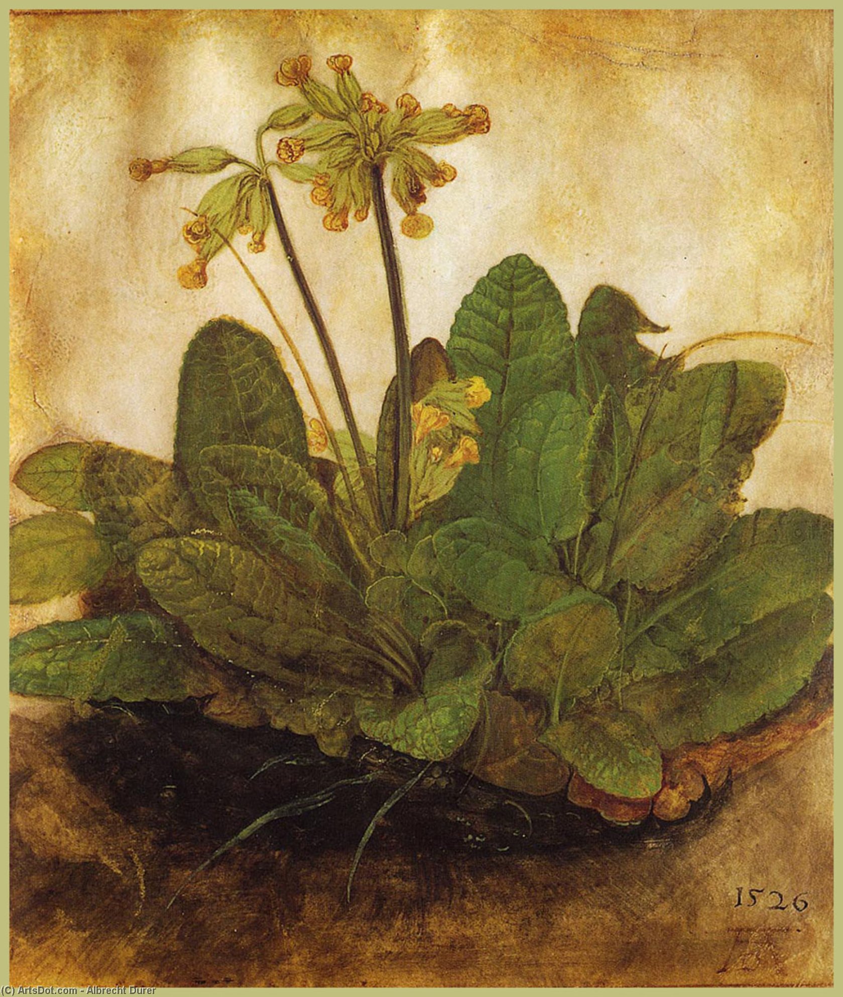 Primula — Альбрехт Дюрер