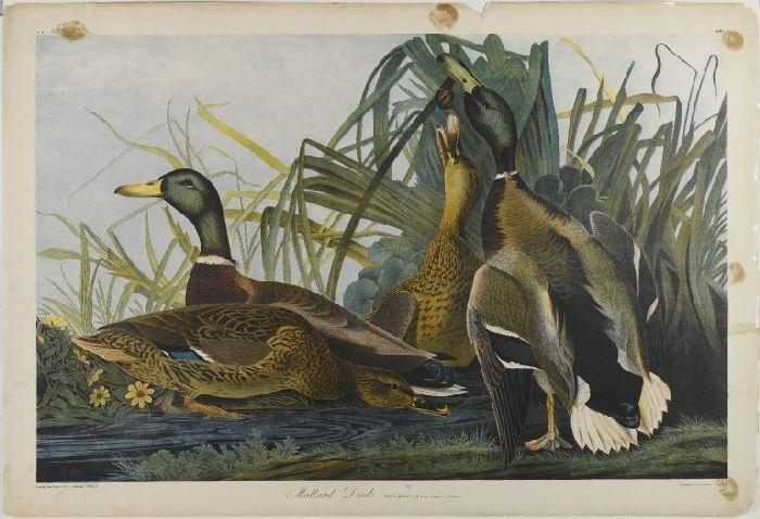 Mallard Duck — Джон Джеймс Одюбон