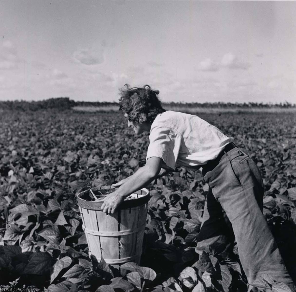 A Woman From New Jersey Picking Beans. Hampers Are Heavy And Must Be Moved Along As One Picks. Homestead, Florida — Marion Post Wolcott