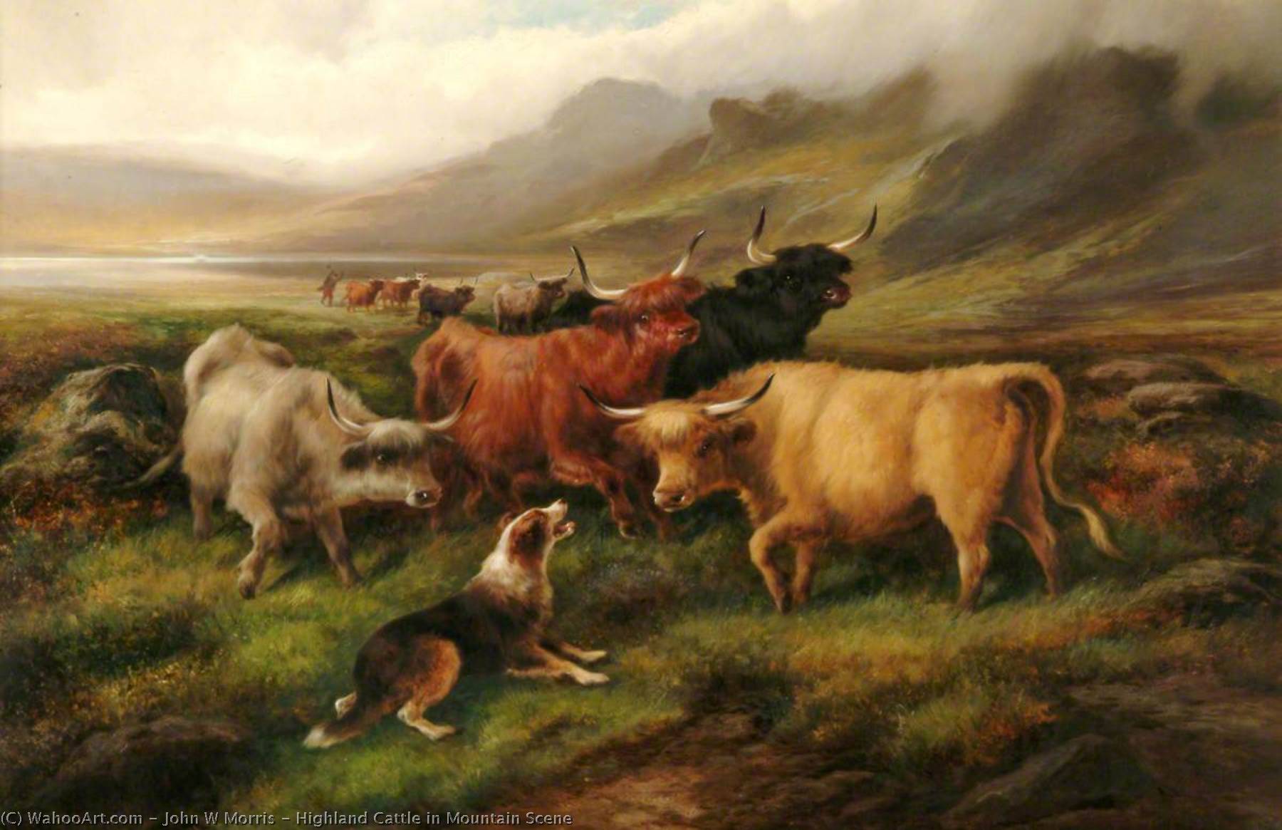 Highland Cattle In Mountain Scene — John Morris