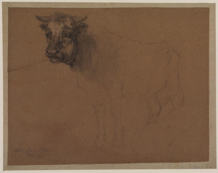 Bull — James Ward