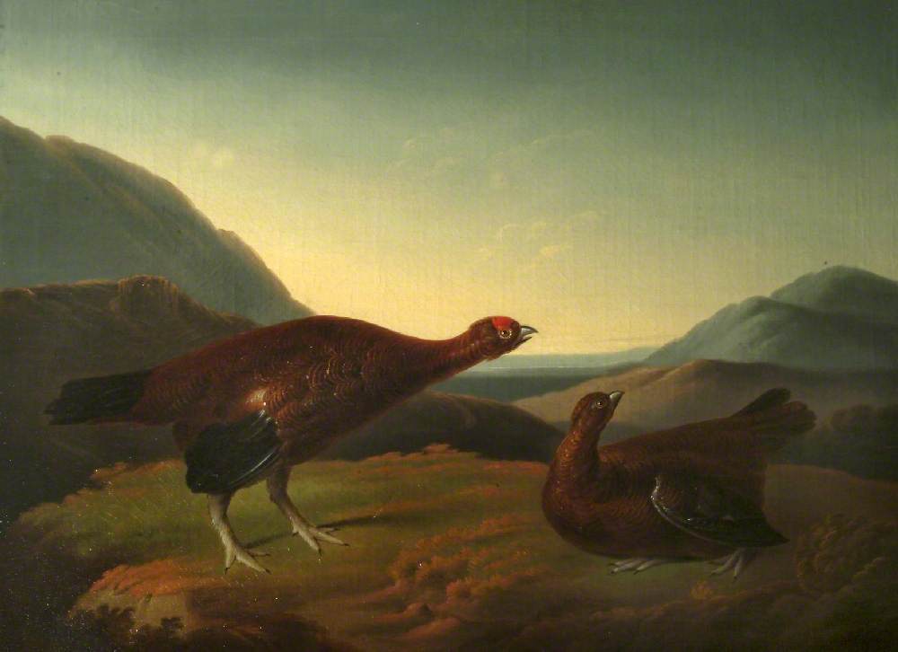 Cock And Hen Red Grouse In Landscape — Stephen Elmer