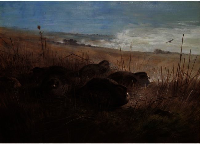 A Moonlight Night In The Open, Grey Partridges — アーチボルド・ソーバーン