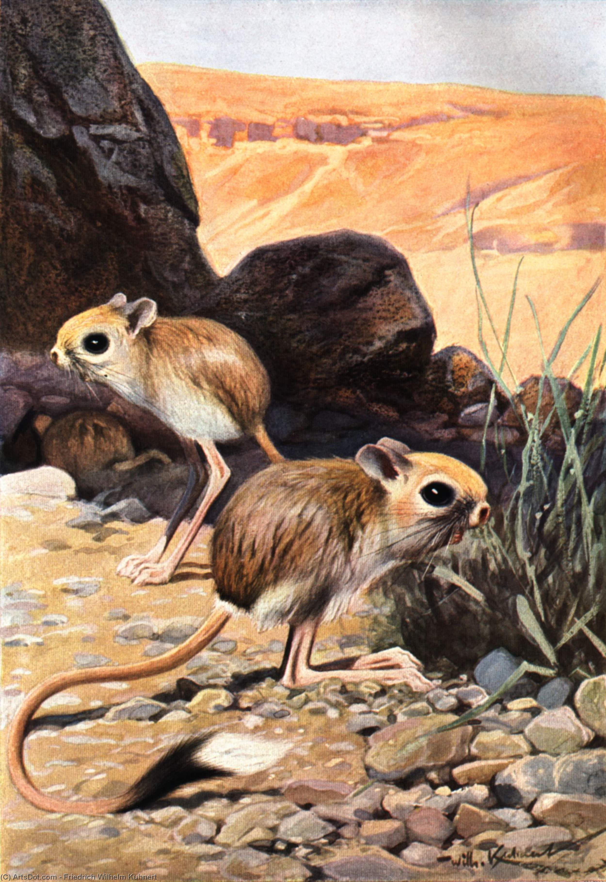 Lesser Egyptian Jerboa — Friedrich Wilhelm Kuhnert