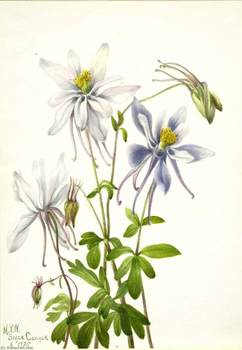 Columbine (aquilegia Ecalcarata) — Mary Vaux Walcott