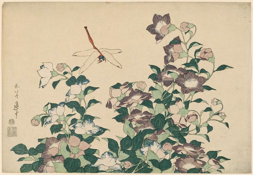 Bellflower And Dragonfly, From An Untitled Series Known As Large Flowers — Katsushika Hokusai