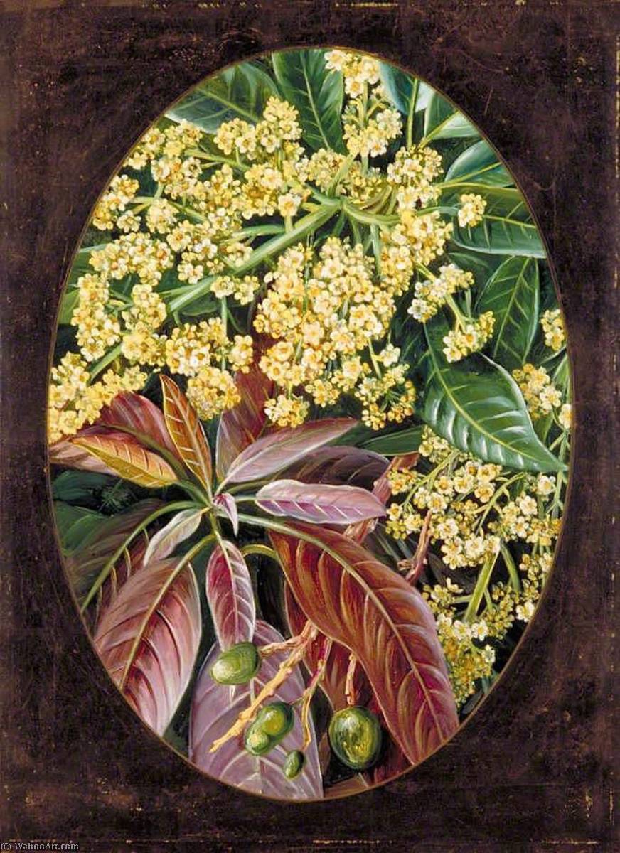 Foliage, Flowers And Seed Vessels Of Cotton And Fruit Of Star Apple, Jamaica — Marianne North