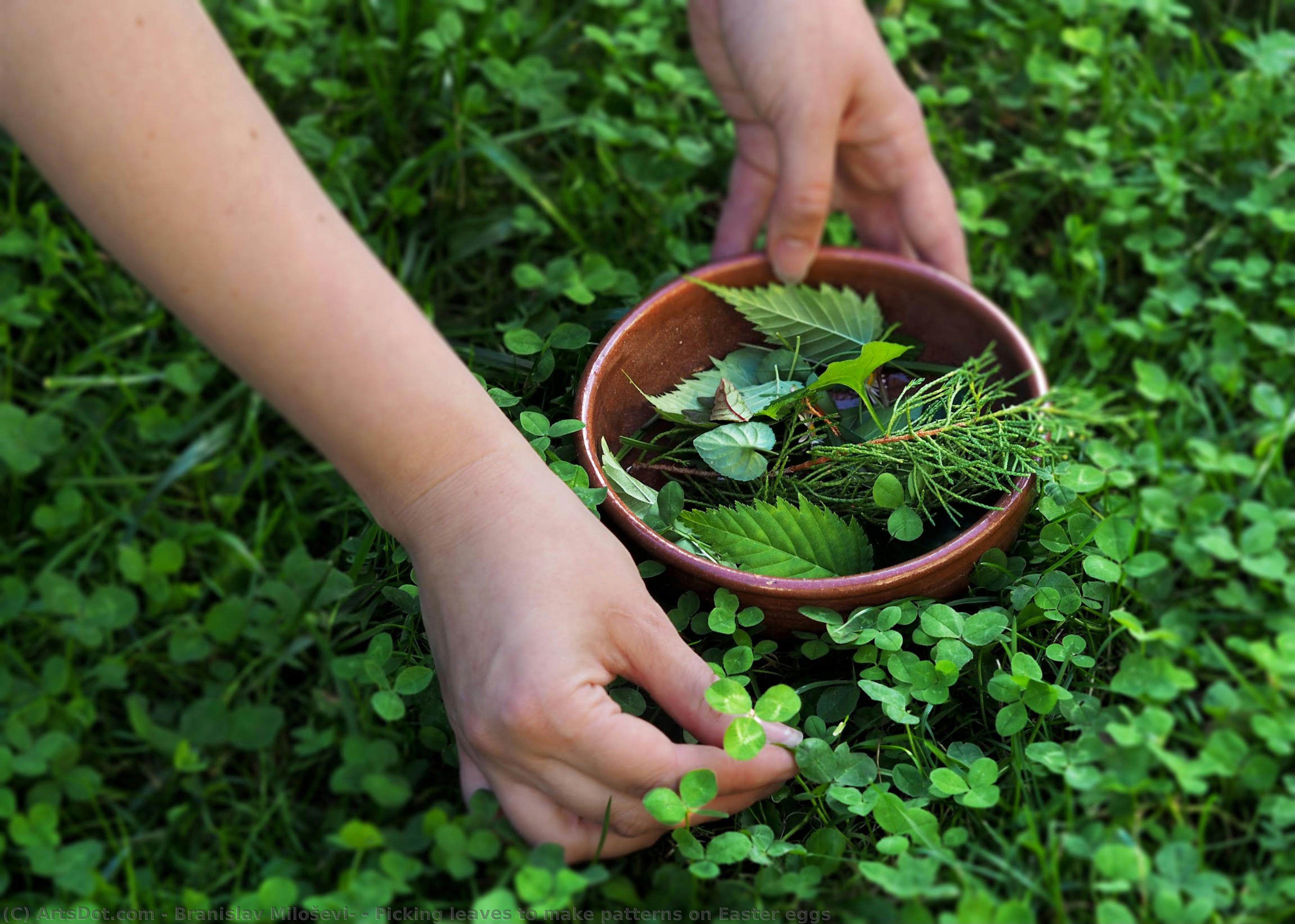Picking Leaves To Make Patterns On Easter Eggs — Branislav Milošević