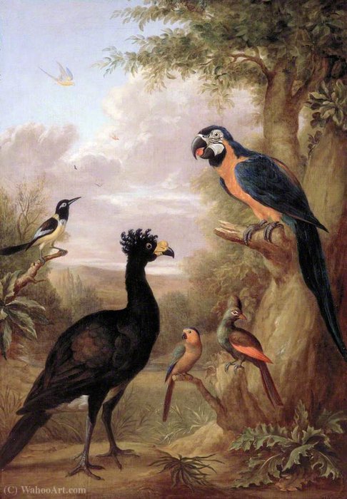 Various Types Of Birds (with A Black Bird And A Parrot) — Tobias Stranover