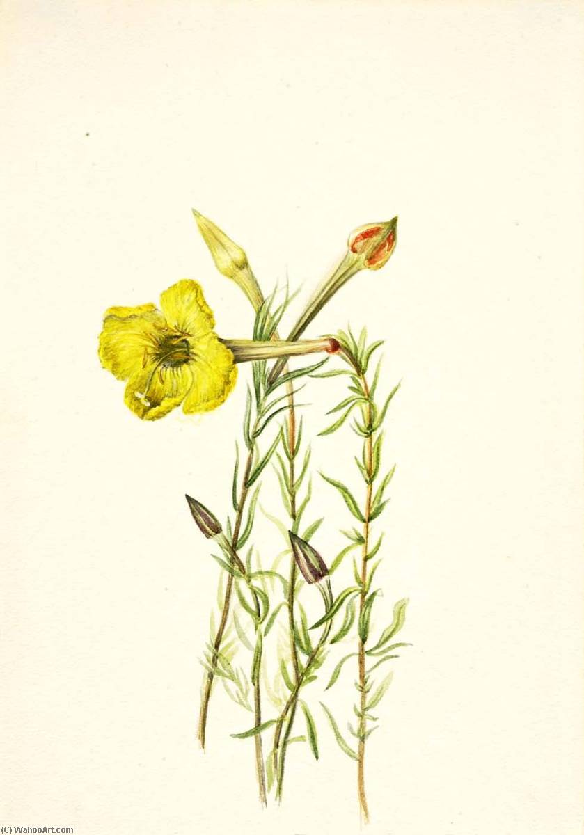 Evening Primrose (oenothera Lavandalaefolia) — Mary Morris Vaux Walcott