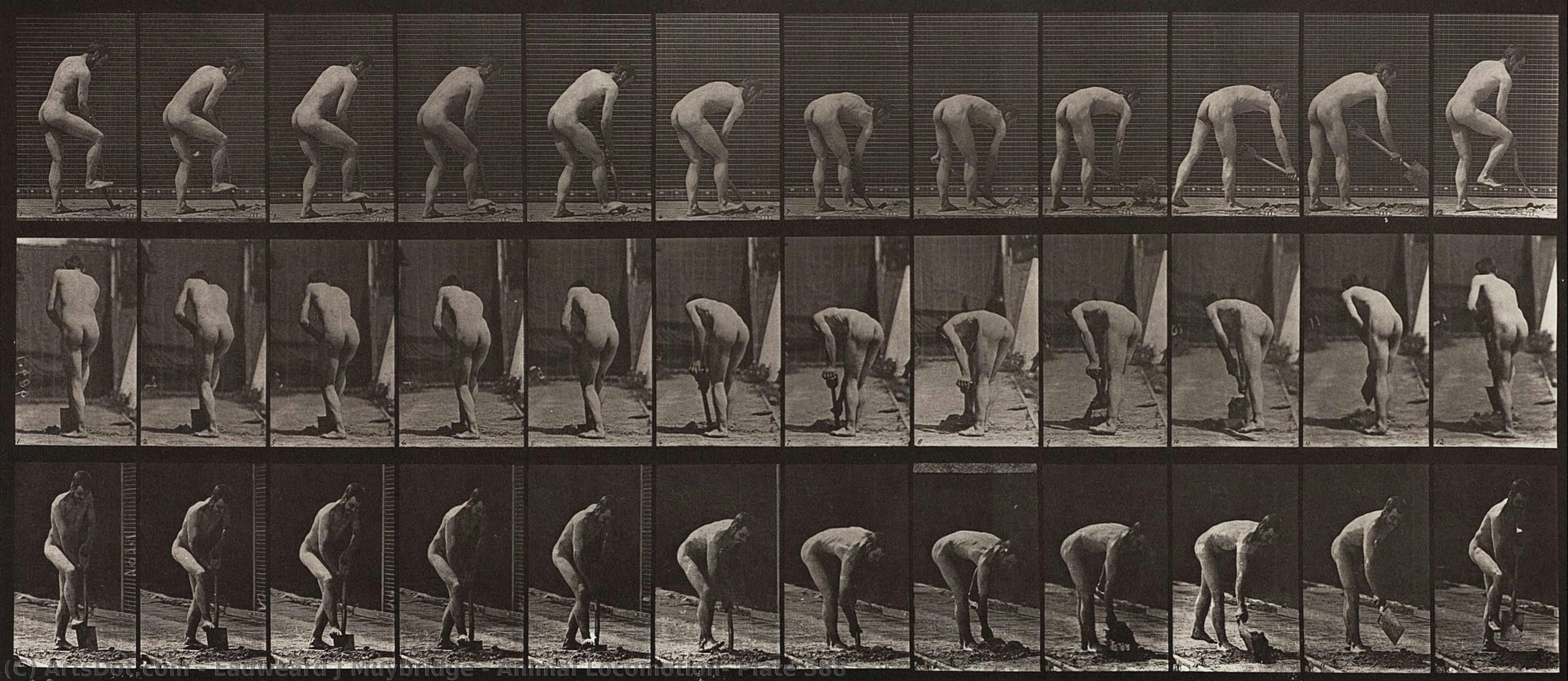 Animal Locomotion, Plate 388 — Eadweard J. Muybridge