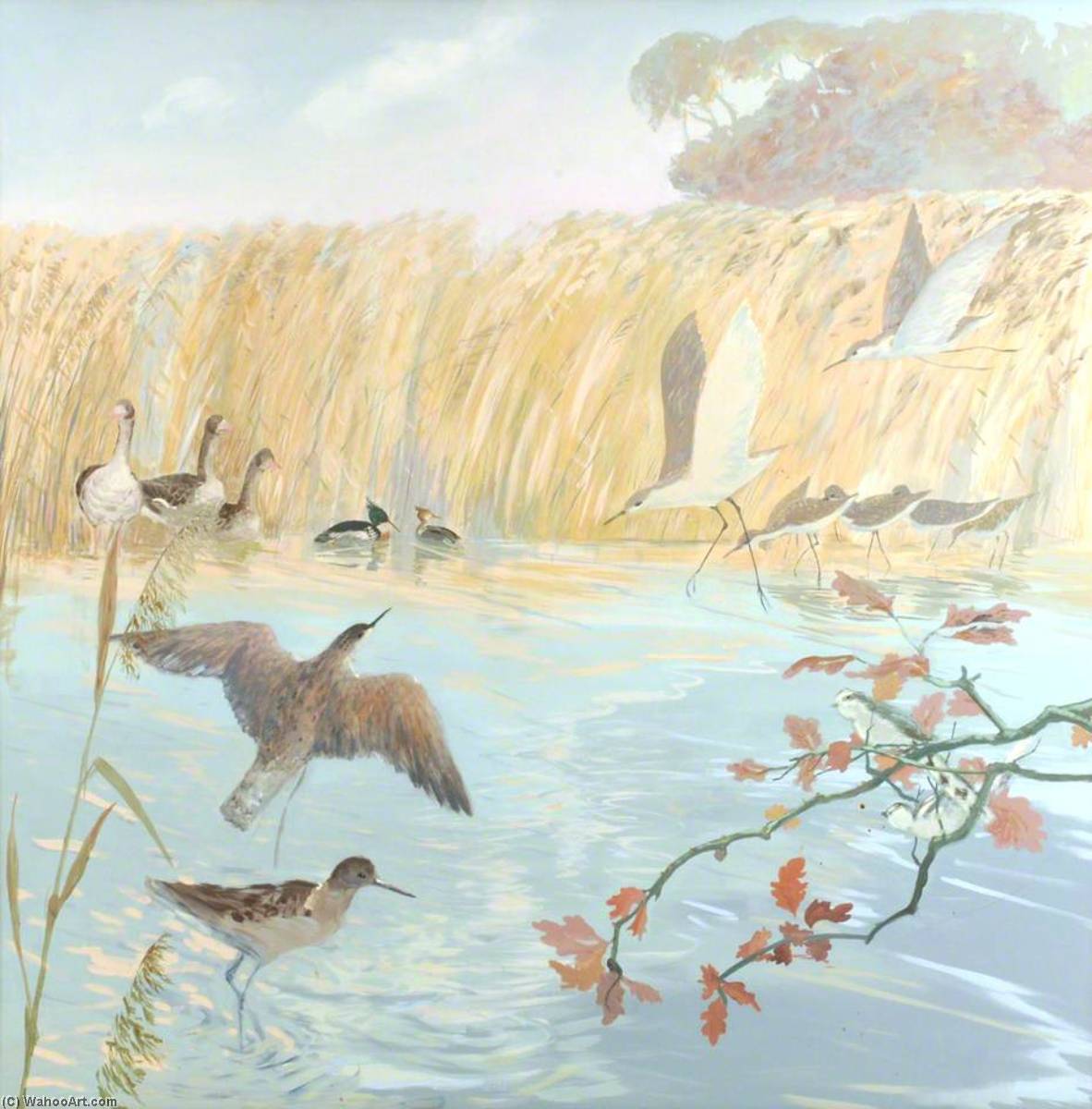 Curlews And Tufted Ducks — Anne Toms