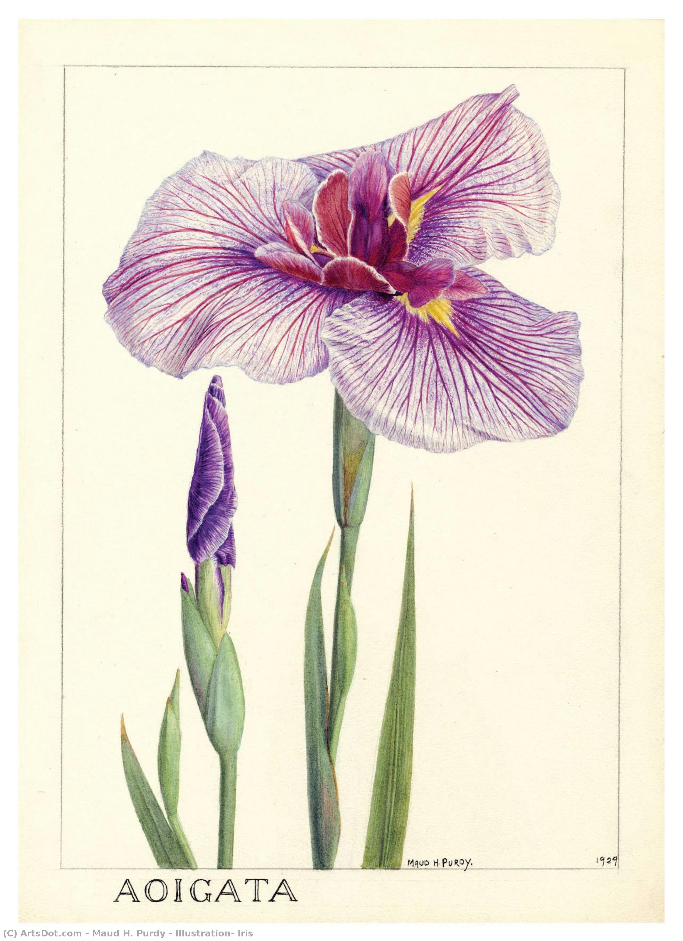 Illustration: Iris — Maud H. Purdy