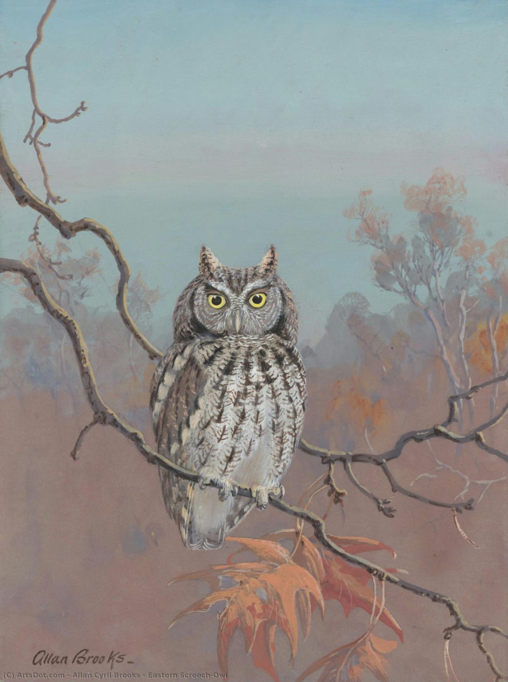 Eastern Screech-owl — Allan Cyril Brooks