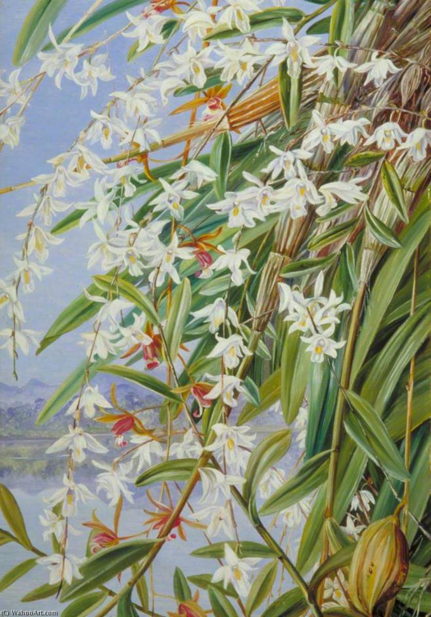 The Turong Or Pigeon Orchid In Borneo, And A Purple Brown Cymbidium — Marianne North