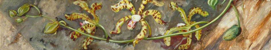 Scorpion Orchid, Cultivated At Singapore — Marianne North