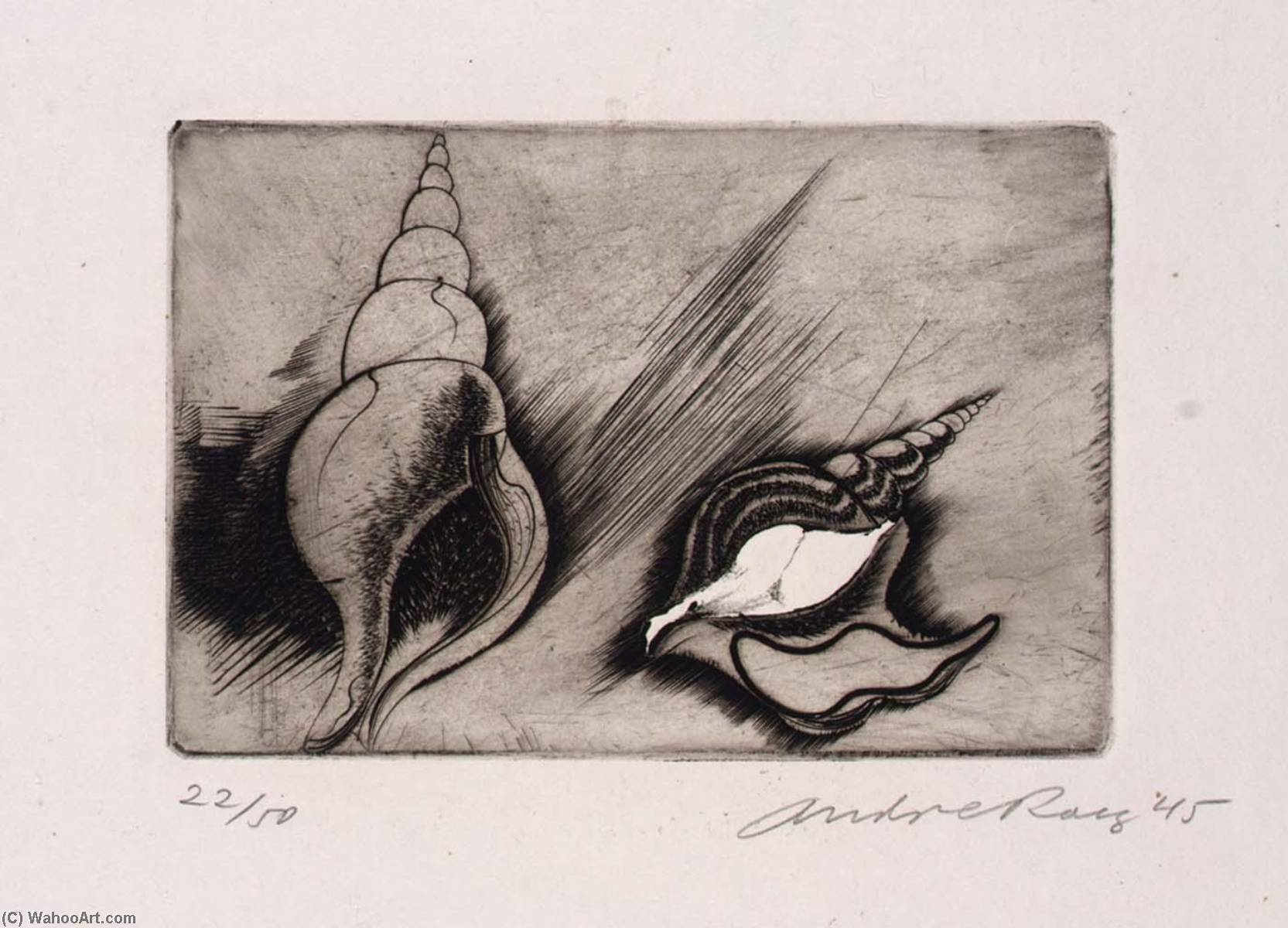 Shells, From The Portfolio, Reign Of Claws — Andre Racz