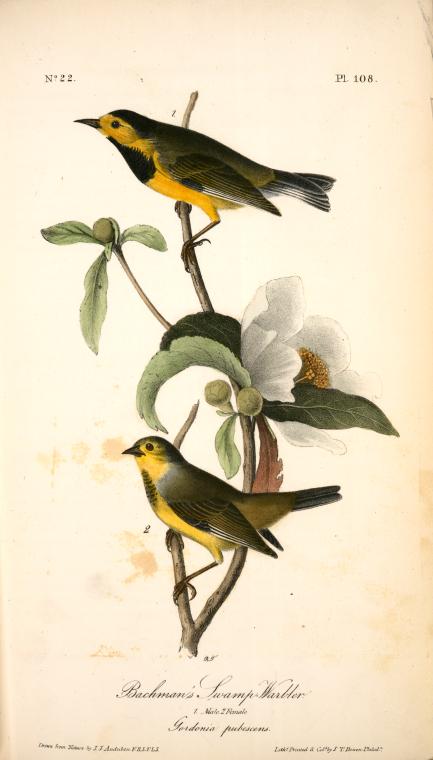 Bachman's Swamp-warbler. 1. Male. 2. Female. (gordonia Pubescens.) — John James Audubon