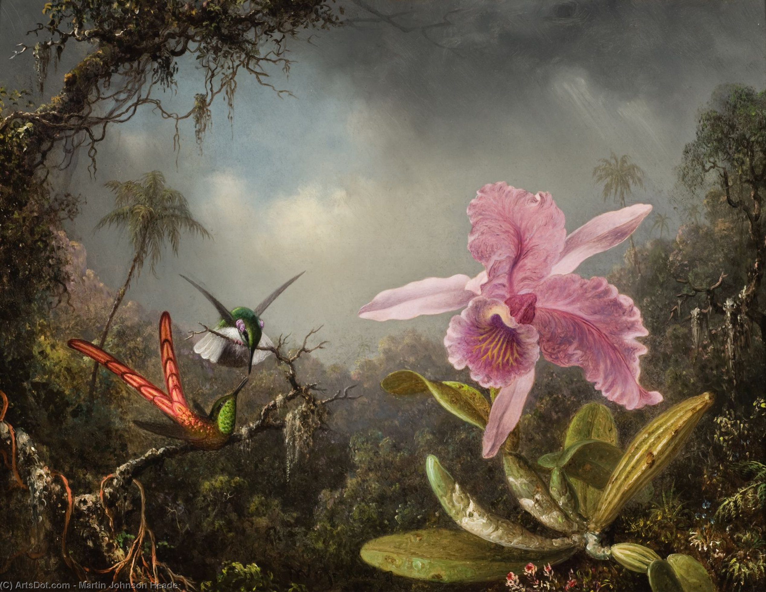 Orchid With Two Hummingbirds — Martin Johnson Heade