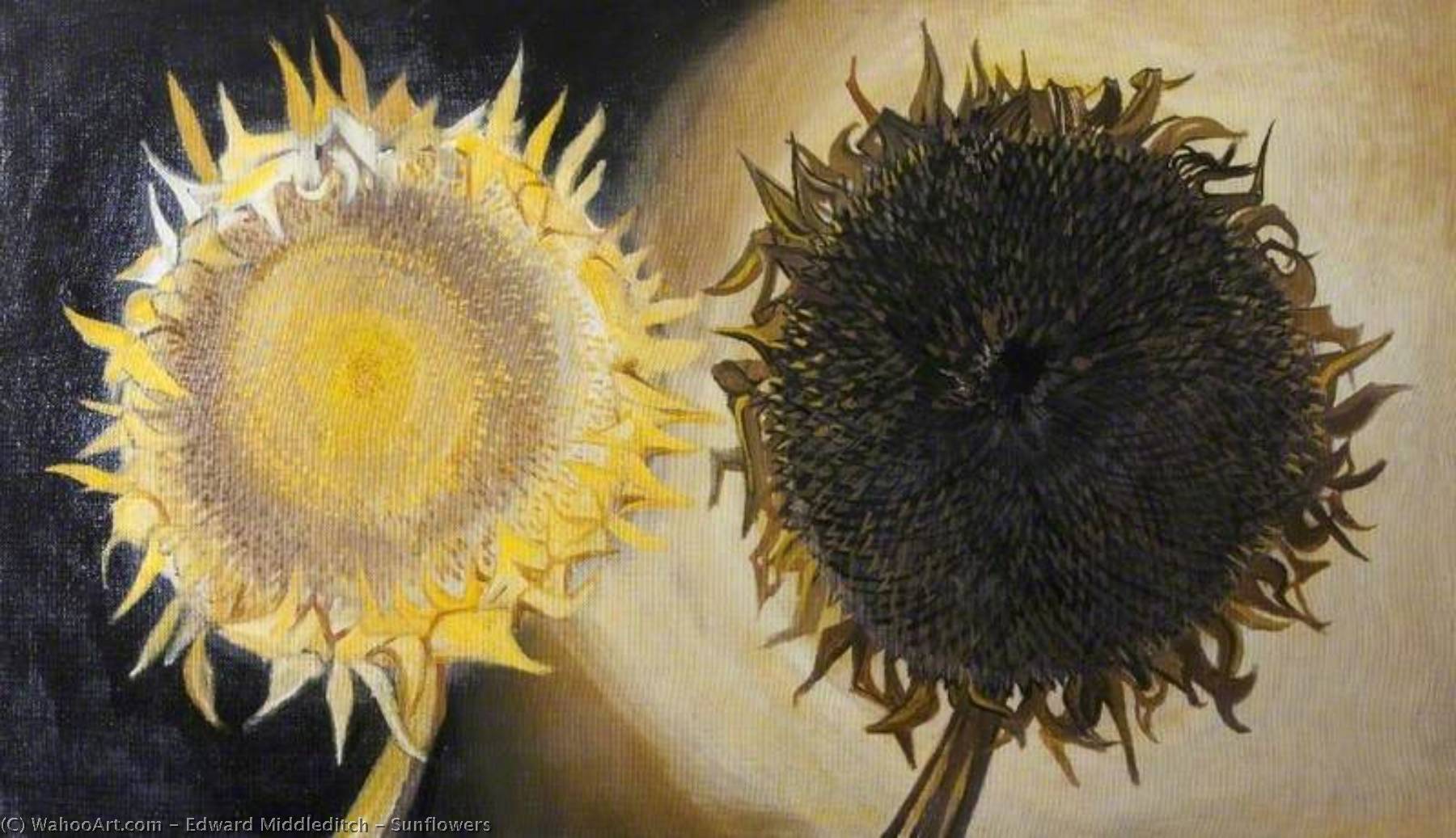 Sunflowers — Edward Middleditch