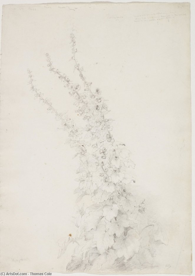 Hollyhocks — トーマス・コール
