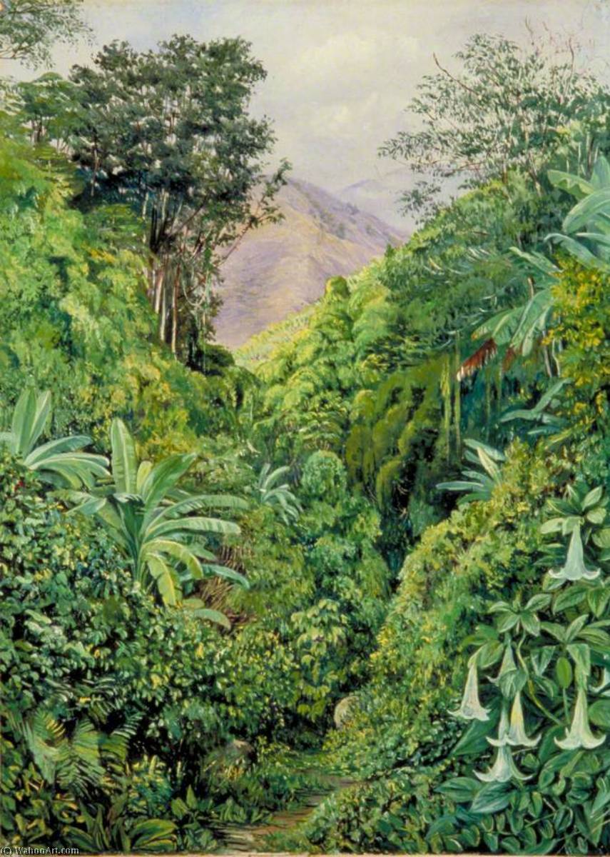 Tal Hinter Dem Haus Der Künstlerin In Gordontown, Jamaika — Marianne North