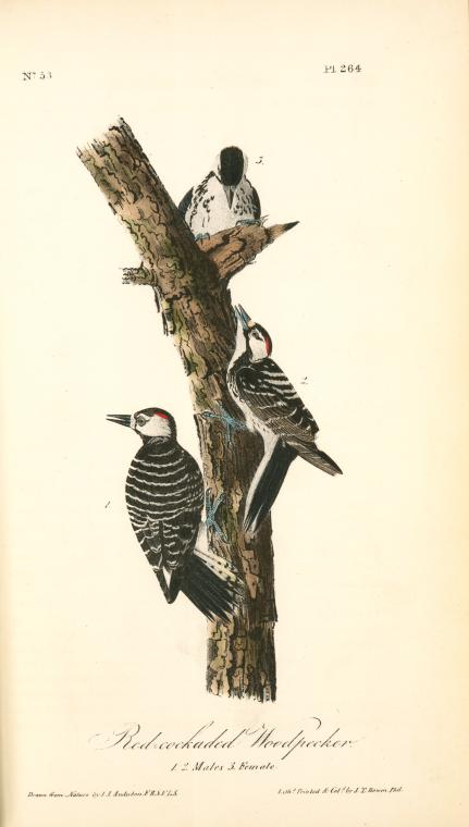 Red-cockaded Woodpecker. 1. 2. Males. 3. Female — John James Audubon