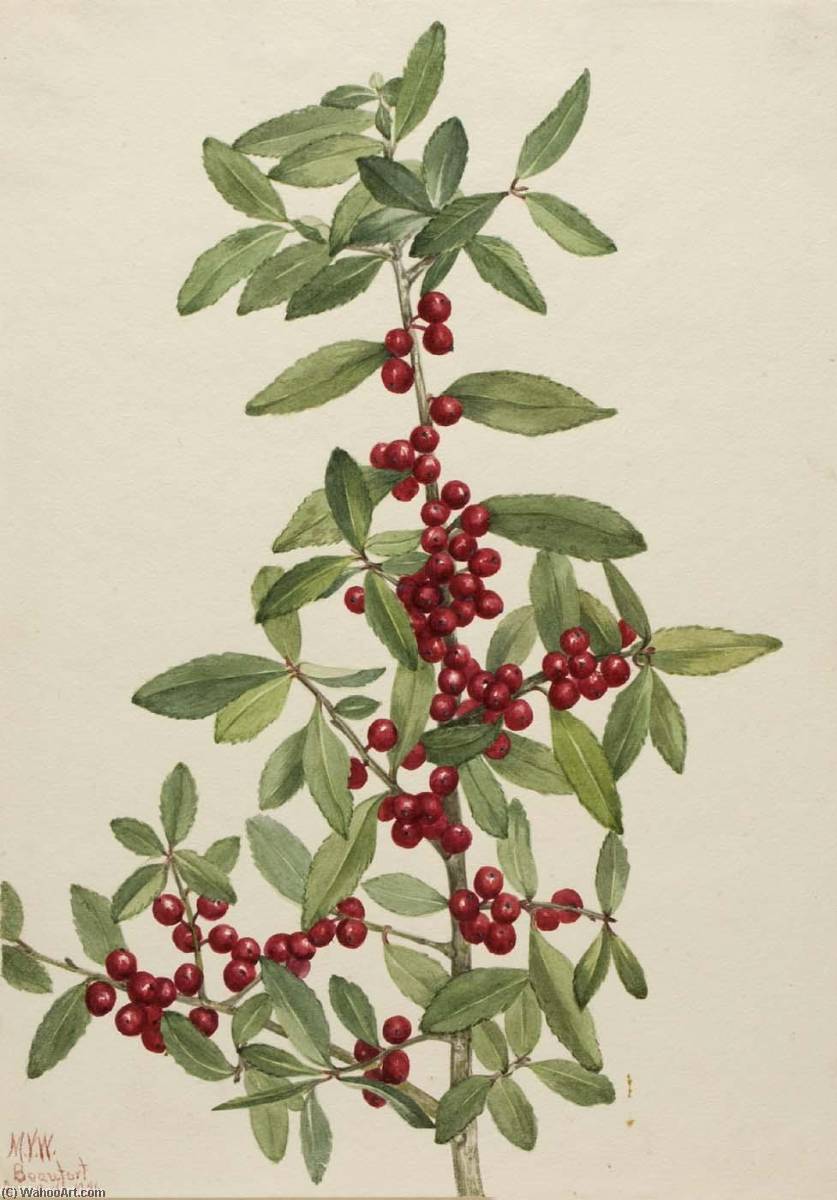 Yaupon (ilex Vomitoria) — Mary Vaux Walcott