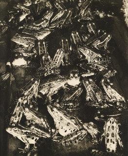 Brekekekèx Koàx Koáx — Margaret Bourke-white