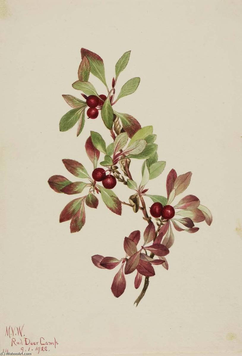 Ptarmiganberry (arctous Alpina) — Mary Morris Vaux Walcott