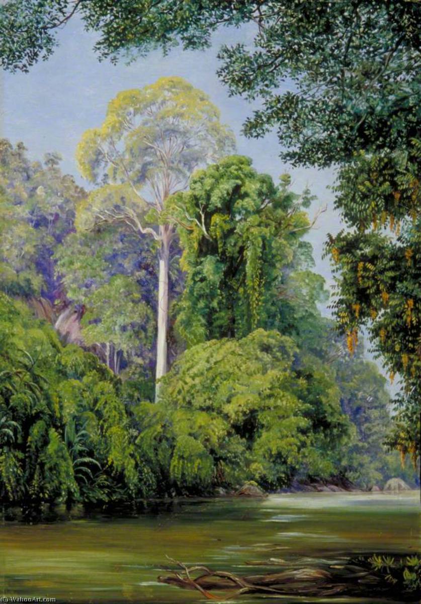 The Tapang Tree, Sarawak, Borneo — Marianne North