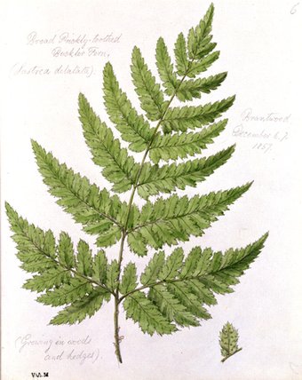 Broad Prickly-toothed Buckler Fern — William James Linton