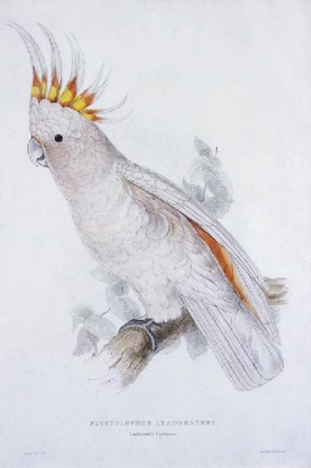 Leadbeater's Cockatoo (plyctolophus Leadbeateri — Edward Lear