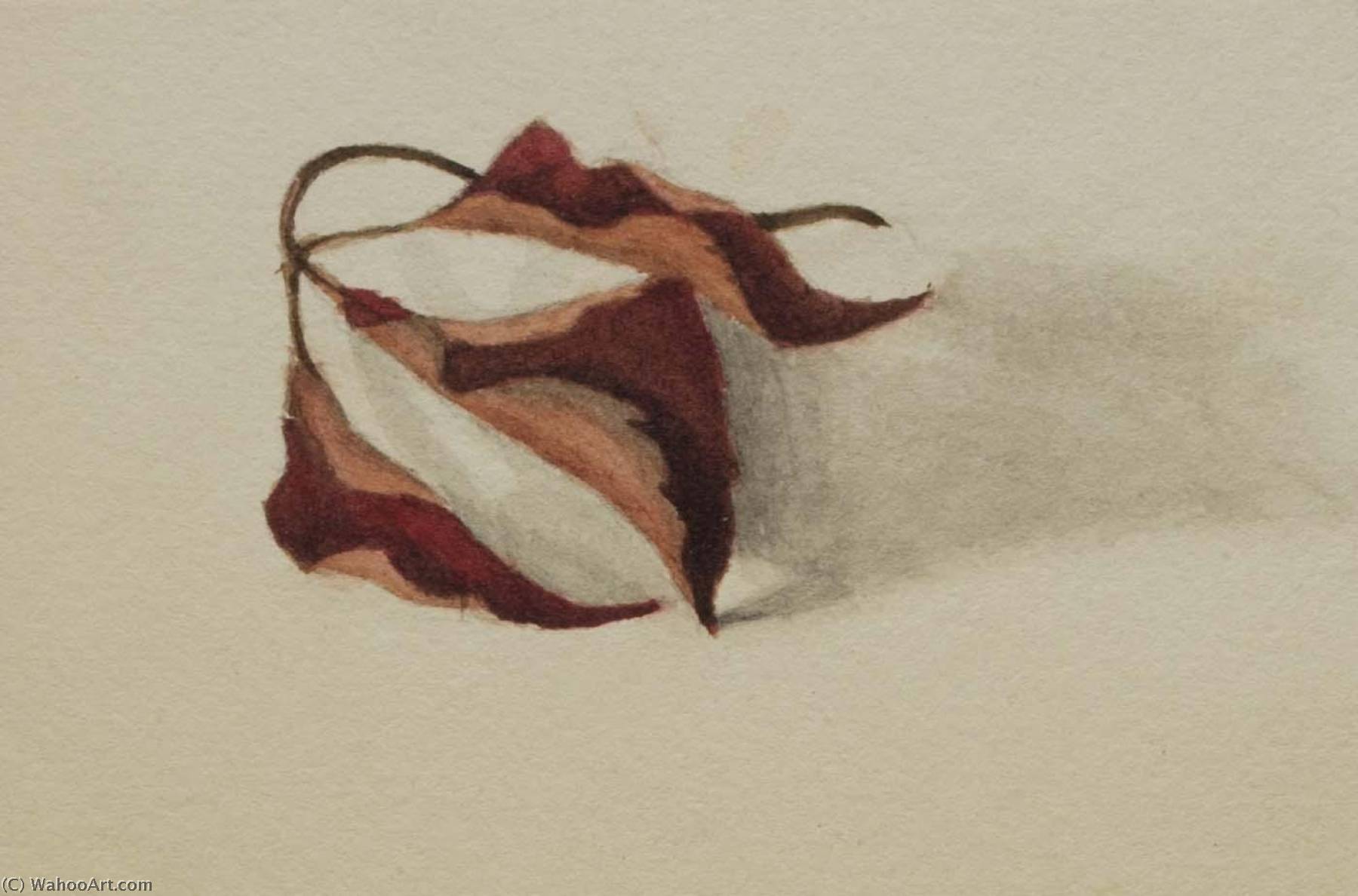 Untitled (curled Autumn Leaves) — Mary Vaux Walcott