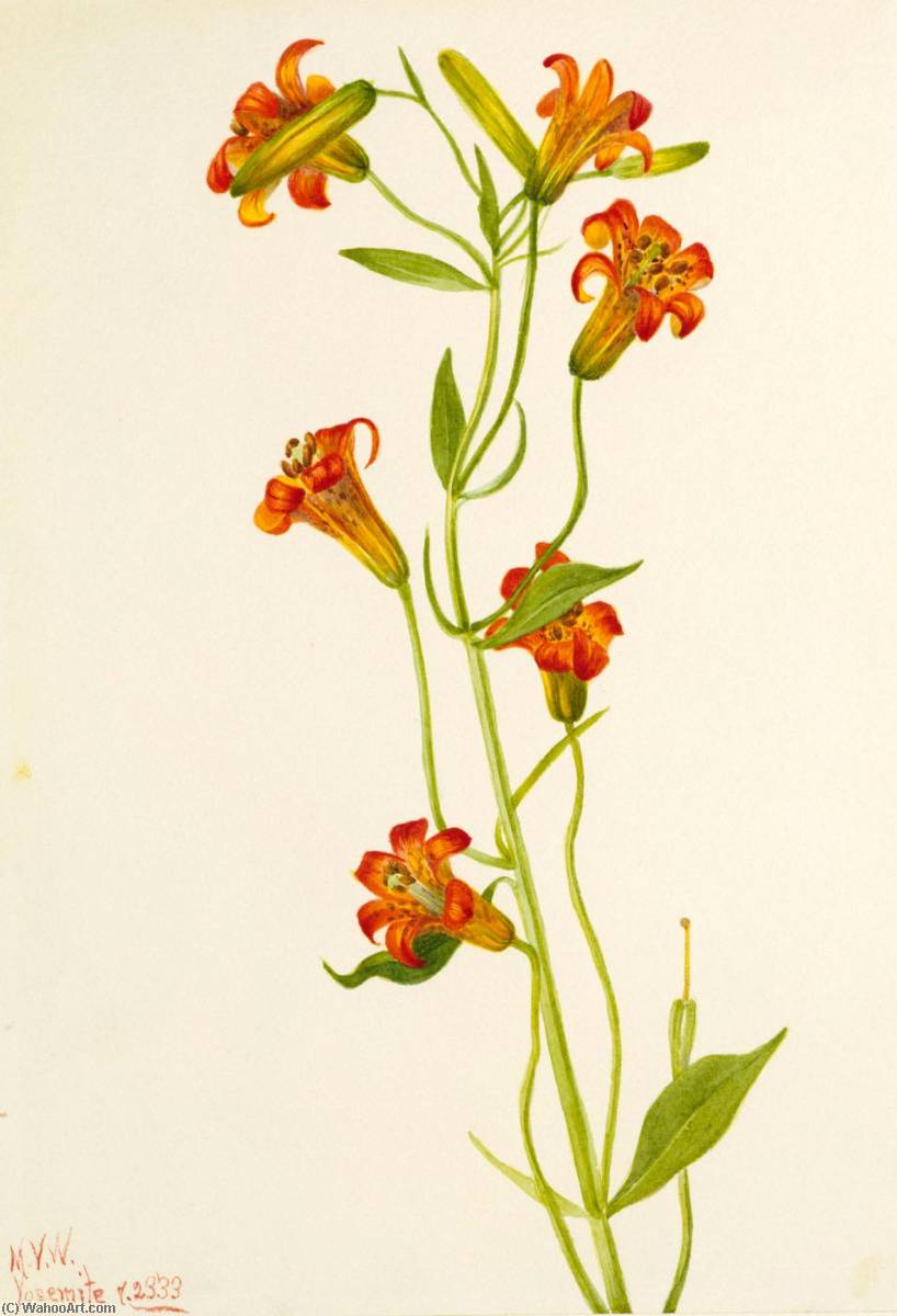 Small Tiger Lily (lilium Parvum) — Mary Vaux Walcott