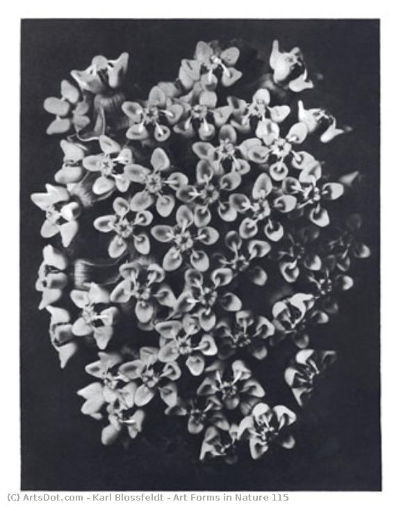 Art Forms In Nature 115 — Karl Blossfeldt