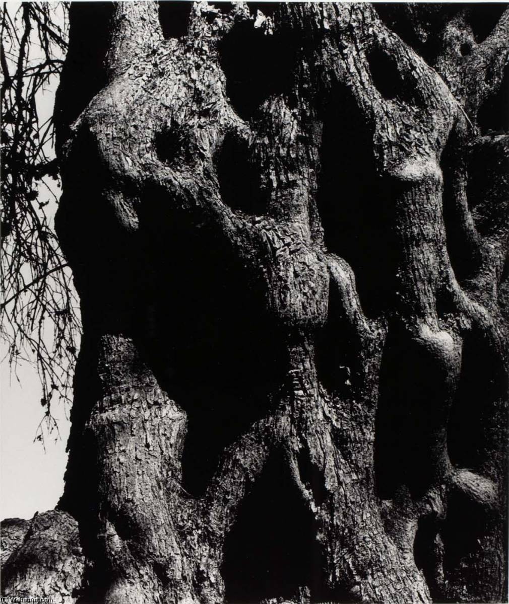 Olive Tree, Corfu 19 — Aaron Siskind