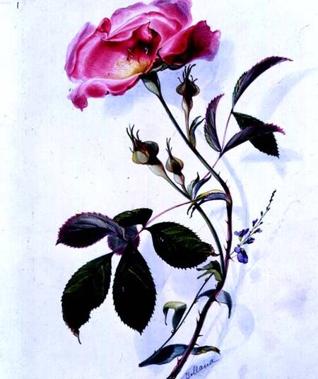 A Rose — James Holland
