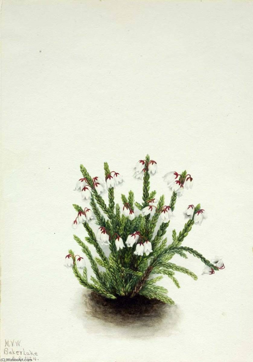 Rocky Mountain Cassiope (cassiope Mertensiana) — Mary Vaux Walcott