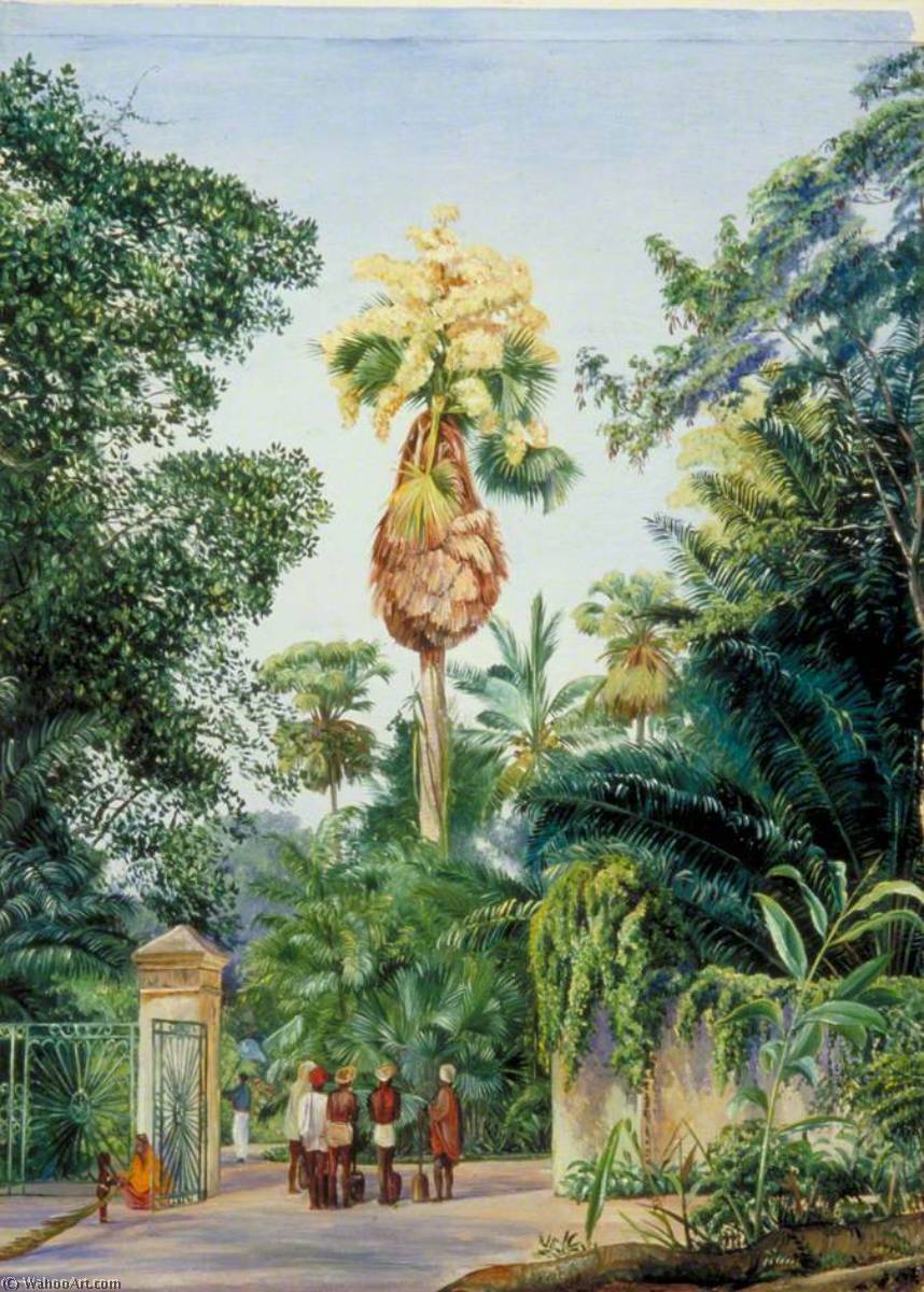 Talipot-palme Nahe Dem Botanischen Garten, Peradeniya, Ceylon — Marianne North