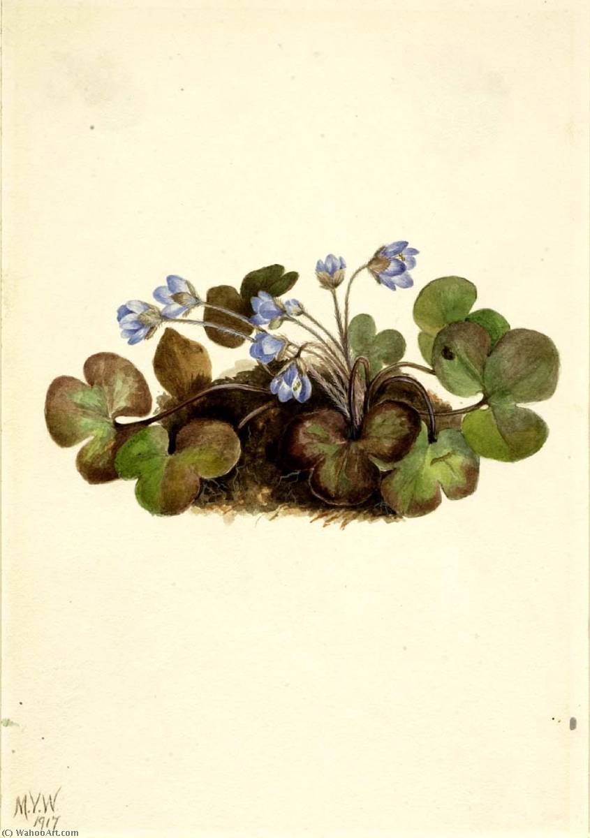 Hepatica (hepatica Americana) — Mary Vaux Walcott